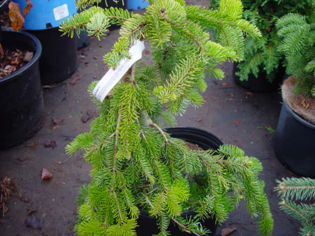 Abies nordmanniana SILVER DEL (Kaiser's Creamer) 3g Abies nordmanniana SILVER DEL (Kaiser's Creamer) 3g